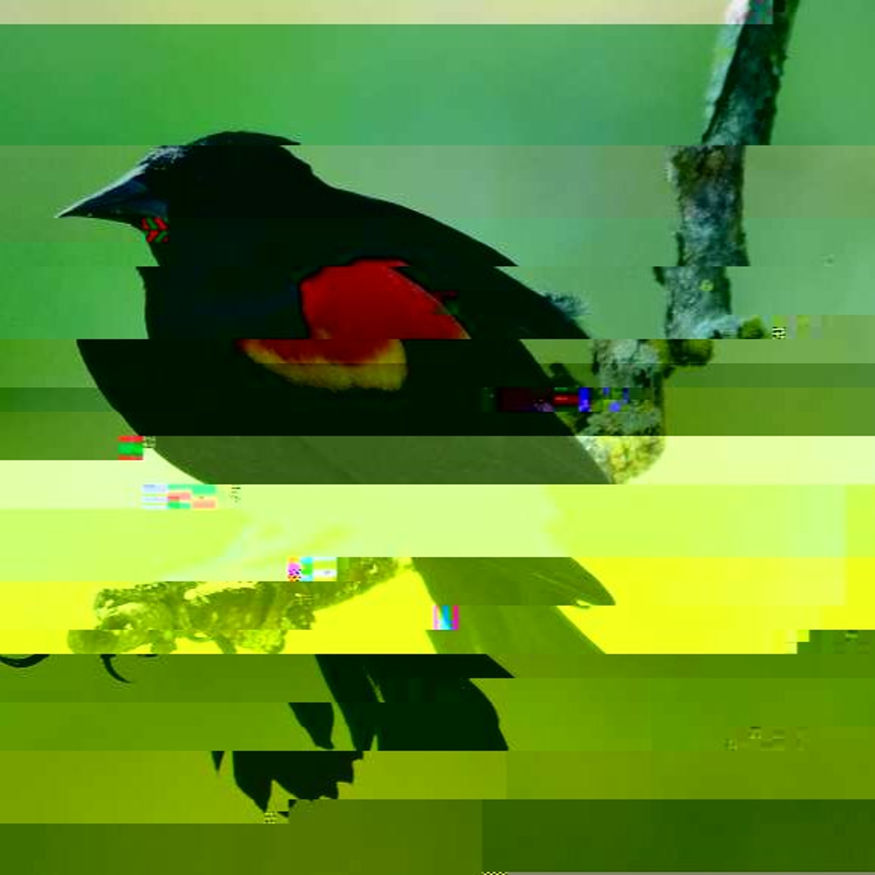 Sight Includes Sound episode artwork