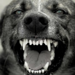 Special Guest -  Dog Lover