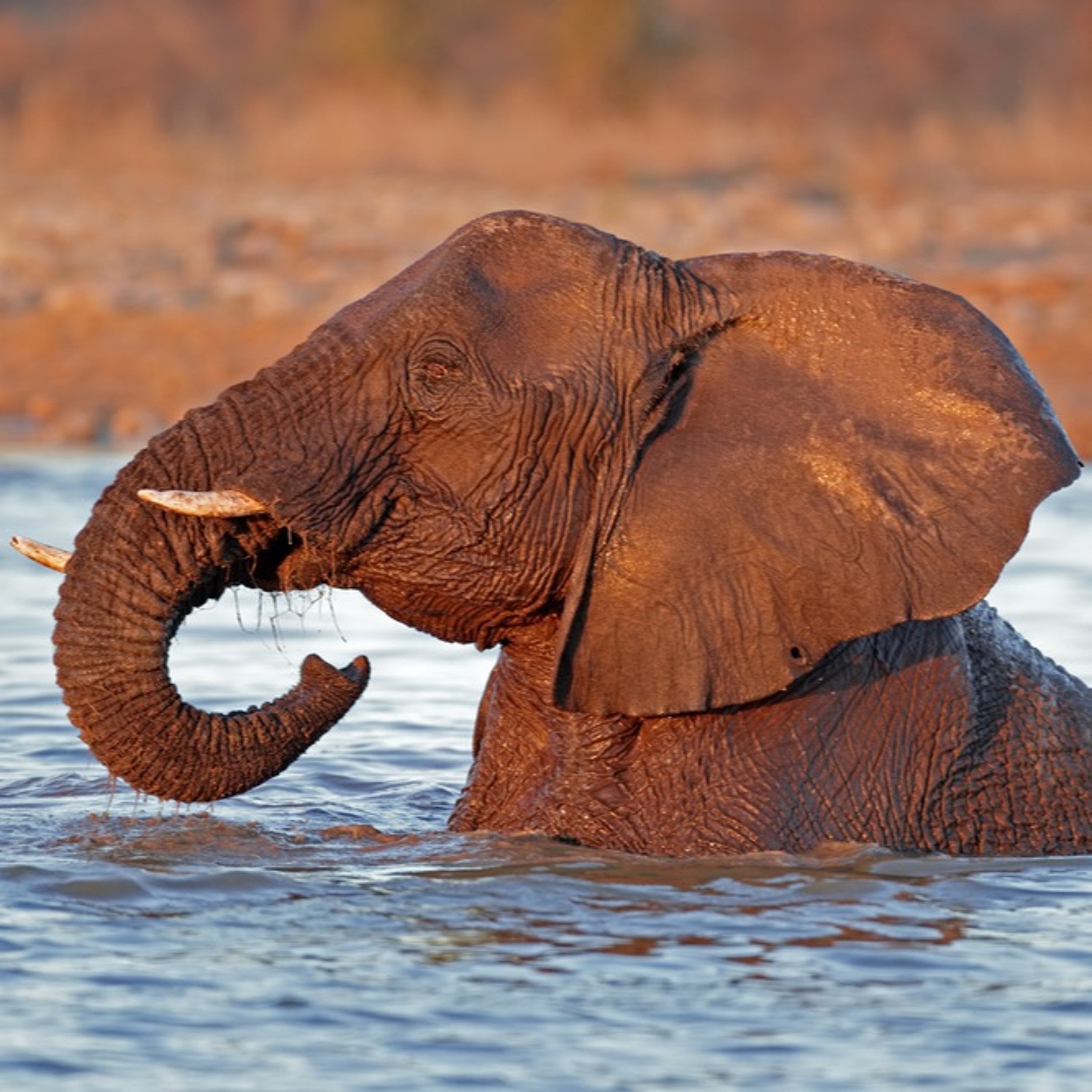 Choosing A Wild Animal Sanctuary When You Volunteer in Africa