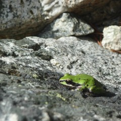 Pacific chorus frogs in Issaquah, Washington
