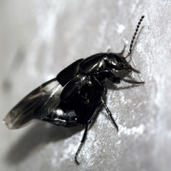 OORDEGELIJK - Echo's uit de Belgische ondergrond