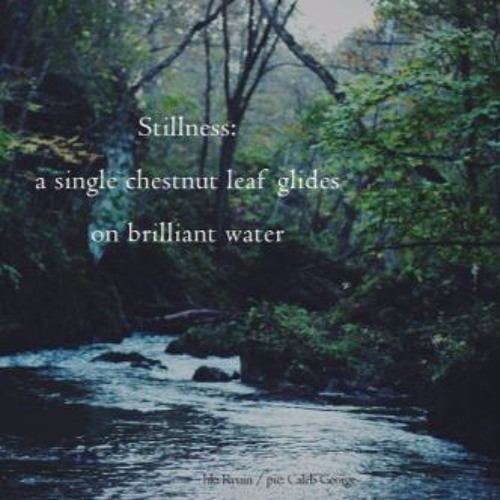 Fallen Leaf 🍁Naviarhaiku168🍁