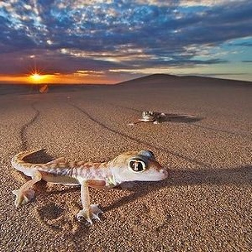 Lizard Medicine - Ellis Thomas