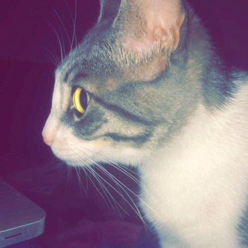 S H I M O - Lifeline 1982