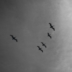 3 BLACK BIRDS