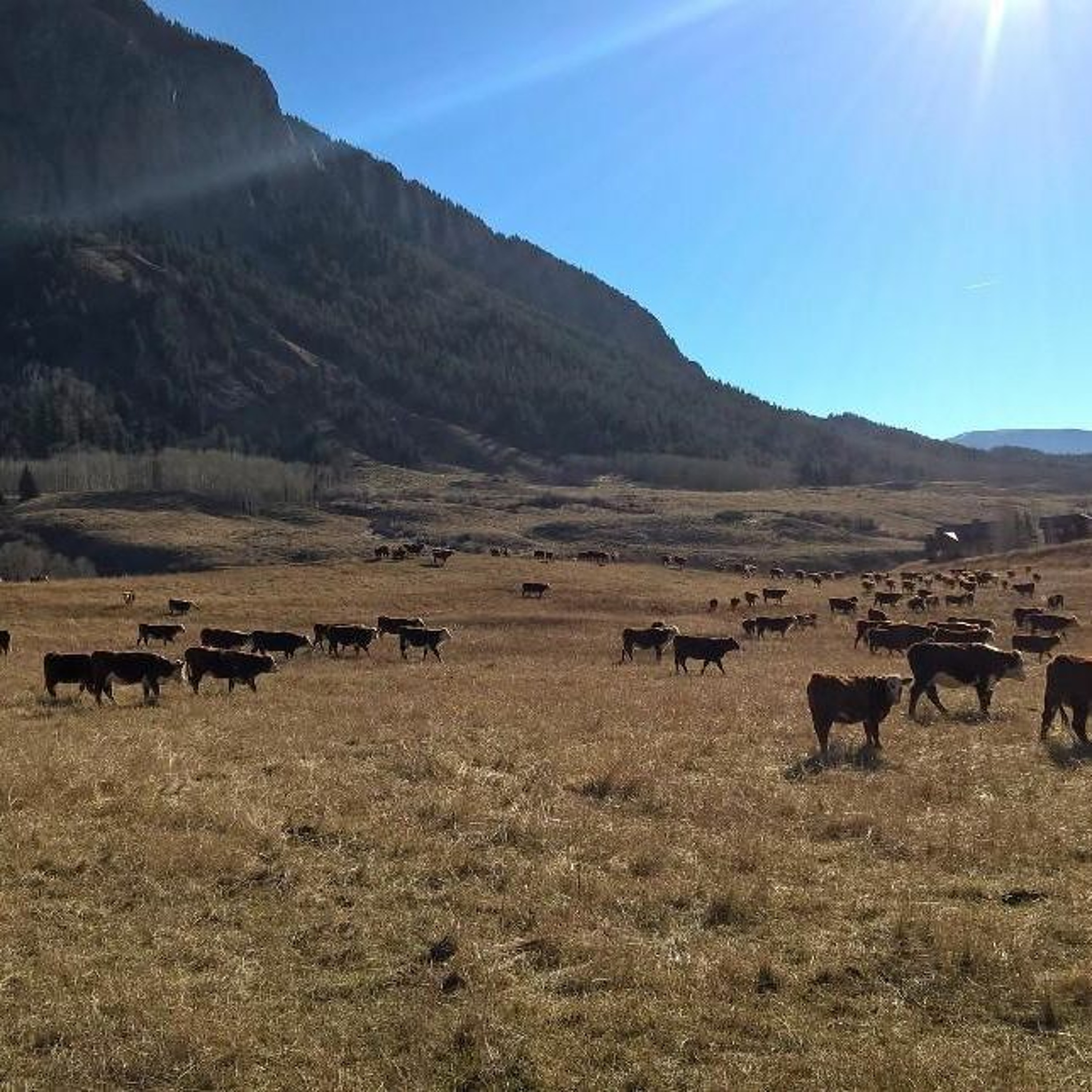 The Carbon Economy: A Rancher and Grad Student Work Together to Revitalize Pastures. episode artwork
