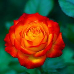 ~Mystiq~ Fire and Rose are One..~ ;)