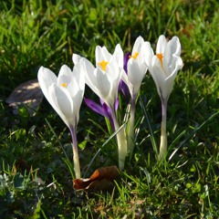 Litanies Pour Un Retour (Brel) Easy'Cover