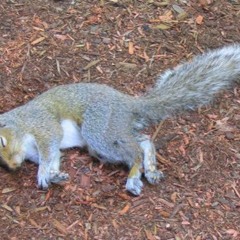 Small Duke ft. Doc Brown & Jus (prod. fin.n)