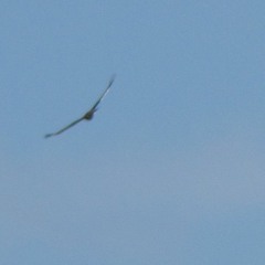 Frequent Flyer (Groucho Mix)