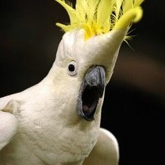 Drugs In Da Rillo (Juicy J x Wild Child Mash-Up)