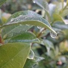 رُدَ لي طُهري ونَقائي