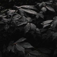 Azaleh - Rainy Nights