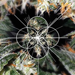 Dankitty Swanks - The (Wicked)