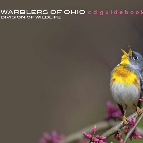 Blackburnian warbler