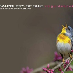 Yellow-rumped warbler (Audubon's)