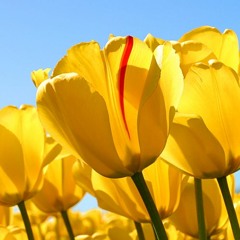 عاده صغير يربونة مزمار