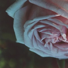 hydrangeas (prod. magu the dog)