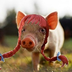 Pigs In Wigs