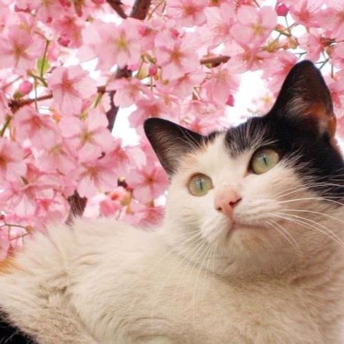 You Are My Sunshine (Jasmine Thompson & Deneb)