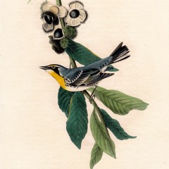 Blue-winged warbler