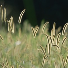 Den Sau Phai Lau Nuoc Mat