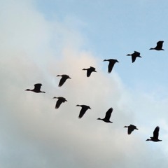 Kellerkind - Birds(2007 Version unmastered mp3) FREE DOWNLOAD