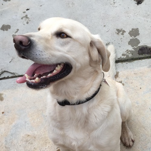 golden gate labrador retriever rescue