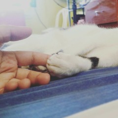 Beauty and the Beast (Cover)