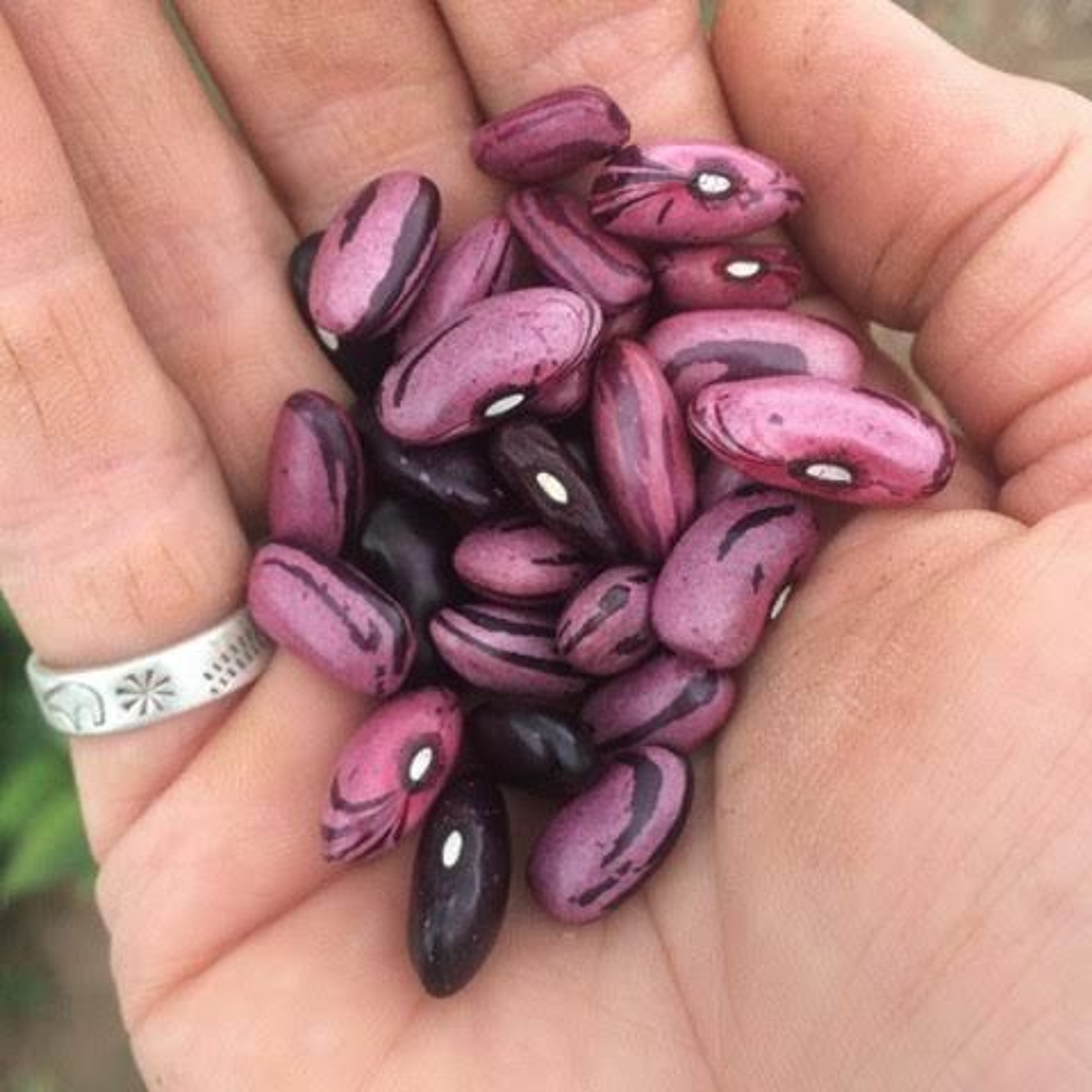 Seed Story Broadcasts