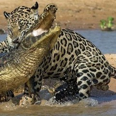 das N Wort / aus dem Album : such ich mir noch aus