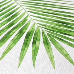 Tropical Summer 2017