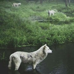 Lone Wolf Gang x (Prod. by LordQuan)