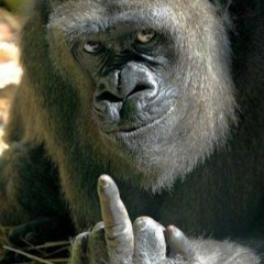 LGMH - Nayrod x Werco