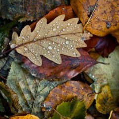 Autumn Leaves