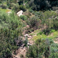 costa's canyon