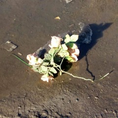 Любовь - Голуби