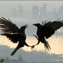 Dancing With The Crows
