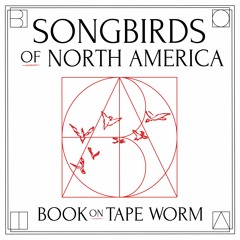 Songbirds Of North America