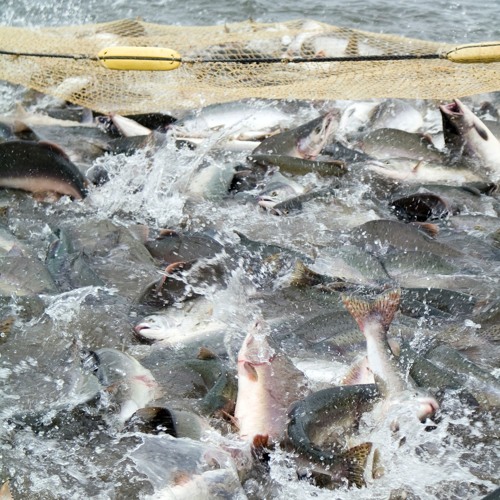 Stream episode Is it better to catch wild fish than to farm them? by