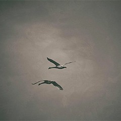 Katharina Schwärzer, Daniel Moser, Christian Troger - Syrien