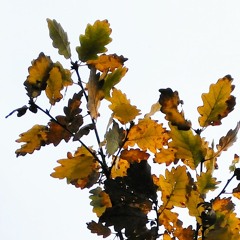 Anna Shotter - Around You [demo]