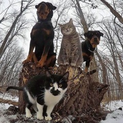 Swing It Downz 4 The Law