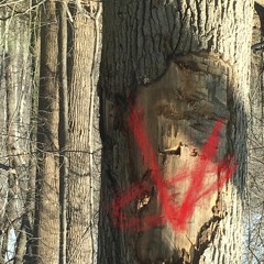 Always and 4eva prod V Rapper