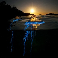 Before The End w/ Scum ( Prod. notmorgn )