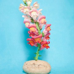 Vaskez - Rose Of Sharon