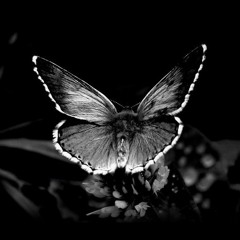 Lamb - Butterfly Effect (Wojciech Panufnik remix)