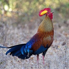 Sri Lankan Junglefowl Aria