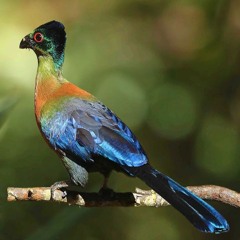 Purple-Crested Turaco Aria