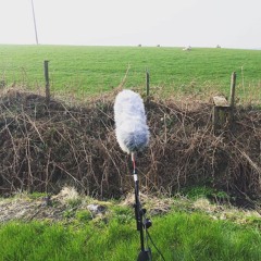 Sheep And Lambs In Field Bleeting